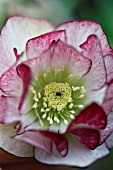 HELLEBORUS X HYB. DOUBLE RED PEPPERMINT ICE