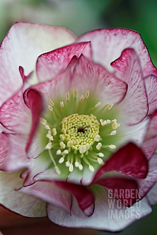 HELLEBORUS_X_HYB_DOUBLE_RED_PEPPERMINT_ICE