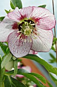 HELLEBORUS X HYBRIDUS CHERRY BLOSSOM