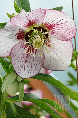 HELLEBORUS_X_HYBRIDUS_CHERRY_BLOSSOM