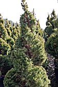 PICEA GLAUCA CONICA DOUBLE SPIRAL