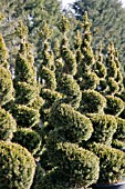 PICEA GLAUCA CONICA SPIRAL