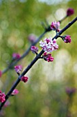 VIBURNUM X BODNANTENSE CHARLES LAMONT