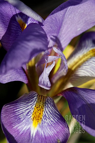 IRIS_UNGUICULARIS