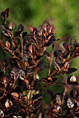 COPROSMA KARO RED