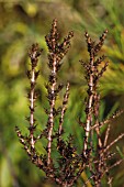 COPROSMA RUGOSA MIDNIGHT
