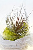 TILLANDSIA