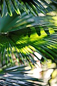 TRACHYCARPUS WAGNERIANUS FRONDS