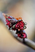 PARROTIA PERSICA