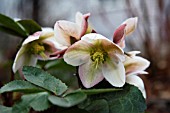 HELLEBORUS X NIGERSMITHII IVORY PRINCE (WALHELIVOR)