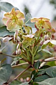 HELLEBORUS LIVIDUS