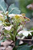 HELLEBORUS LIVIDUS