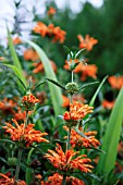 LEONOTIS LEONURUS