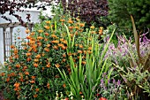 LEONOTIS LEONURUS