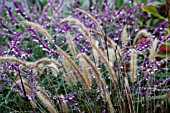 PENNISETUM SETACEUM RUBRUM