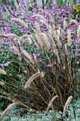 PENNISETUM SETACEUM RUBRUM