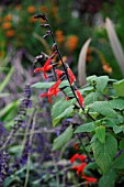 SALVIA GESNERIIFLORA TEQUILA