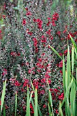 LEPTOSPERMUM SCOPARIUM RED ENSIGN