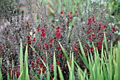 LEPTOSPERMUM SCOPARIUM RED ENSIGN