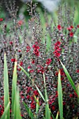 LEPTOSPERMUM SCOPARIUM RED ENSIGN