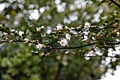 CAMELLIA TRANSNOKOENSIS