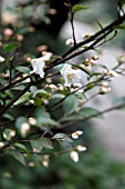 CAMELLIA TRANSNOKOENSIS