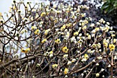 EDGEWORTHIA CHRYSANTHA GOLD RUSH