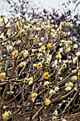 EDGEWORTHIA CHRYSANTHA GOLD RUSH