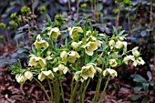 HELLEBORUS X HYBRIDUS IVORY