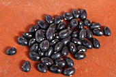 PHASEOLUS VULGARIS BLACK COCO BEAN