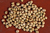 GLYCINE MAX FISKEBY EDAMAME SOY BEAN