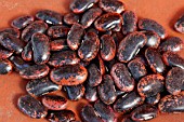 PHASEOLUS COCCINEUS SCARLET RUNNER BEAN