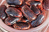 PHASEOLUS COCCINEUS SCARLET RUNNER BEAN