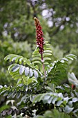 MELIANTHUS MAJOR