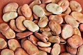 VICIA FABA FAVA BEAN