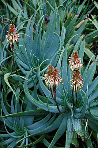 ALOE_MUTABILIS