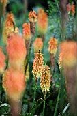 KNIPHOFIA CHRISTMAS CHEER