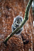 SCIURUS GRISEUS -WESTERN GRAY SQUIRREL