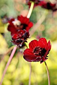 COSMOS ATROSANGUINEUS