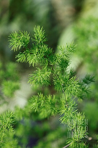 ASPARAGUS_RETROFRACTUS