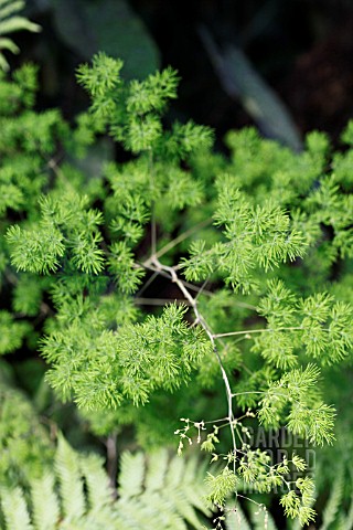 ASPARAGUS_RETROFRACTUS