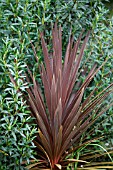 CORDYLINE AUSTRALIS RED STAR