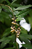 CESTRUM GUATEMALENSIS