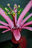 PASSIFLORA SANGUINOLENTA