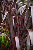 PHORMIUM MARSHAS RED