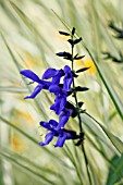 SALVIA GUARANITICA BLACK AND BLUE