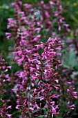 AGASTACHE PINK PANTHER