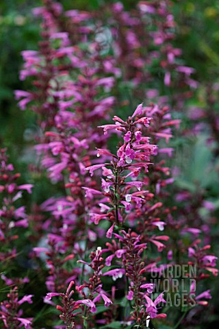 AGASTACHE_PINK_PANTHER