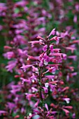 AGASTACHE PINK PANTHER