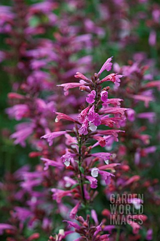 AGASTACHE_PINK_PANTHER